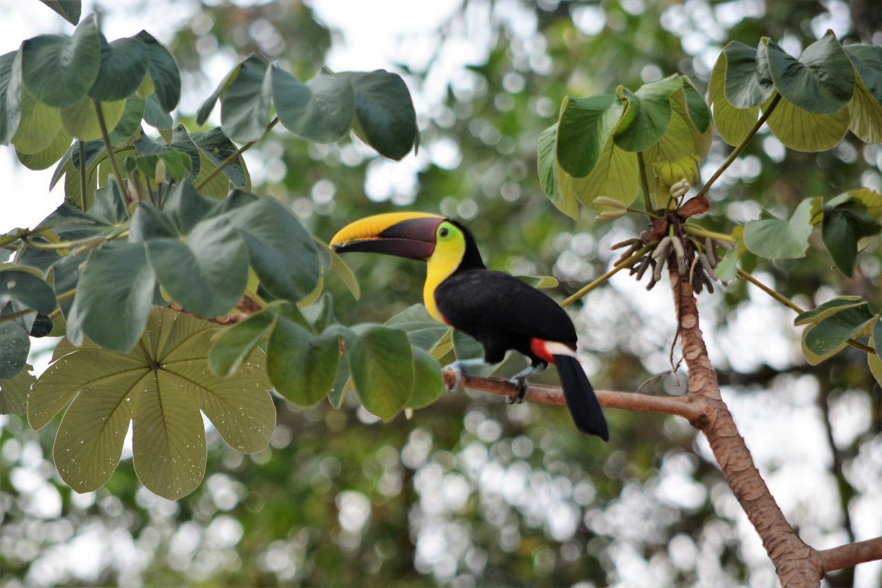 Casa Del Toucan โดมินิกัล ภายนอก รูปภาพ