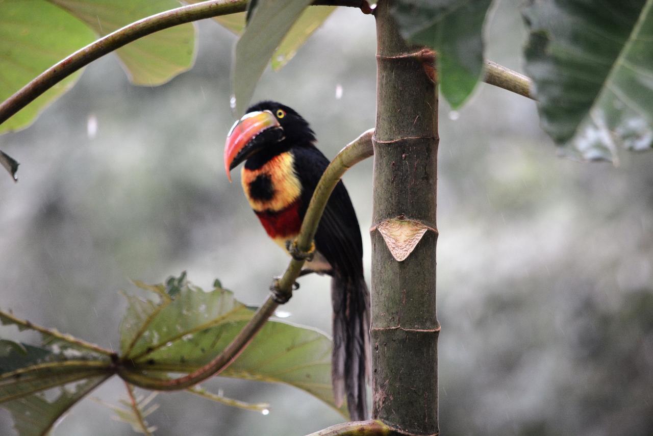 Casa Del Toucan โดมินิกัล ภายนอก รูปภาพ