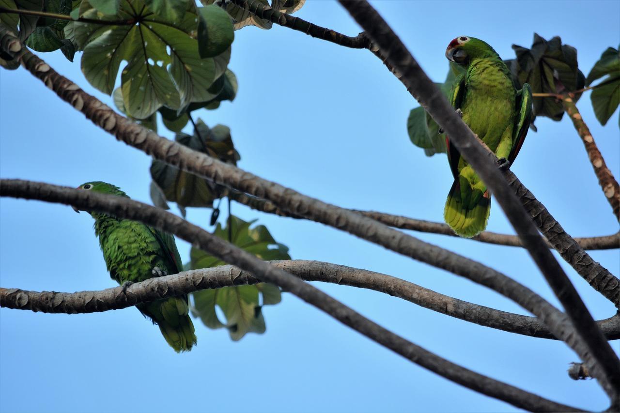 Casa Del Toucan โดมินิกัล ภายนอก รูปภาพ